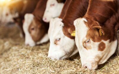 Seminarium „Innowacyjne narzędzia ICT do planowania rozwoju gospodarstw szansą na wzrost konkurencyjności polskiego rolnictwa”